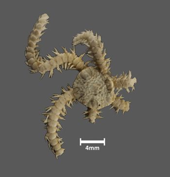 Media type: image;   Invertebrate Zoology OPH-1189 Description: Top of brittle star with a view of the disc.;  Aspect: dorsal